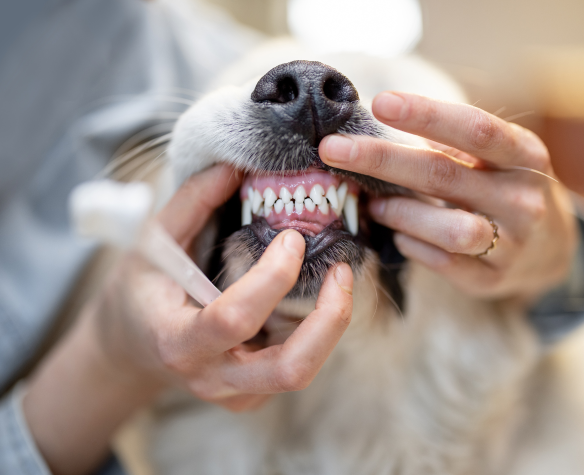 🐾 PetGlow™  - Stylo Gel Dentaire